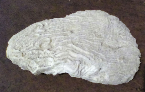 Coral Marino Fosil