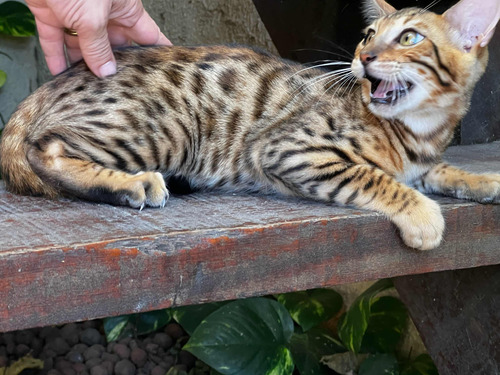 Filhote De Gato Bengal (mini Oncinha)