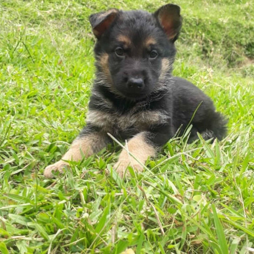 Cachorros Pastor Aleman