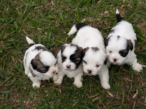 Criaderos De Shih Tzu Miniatura