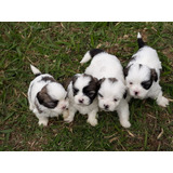 Criaderos De Shih Tzu Miniatura