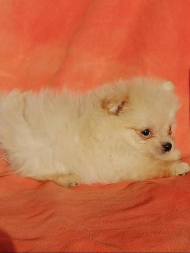 Venta De Cachorros Pomerania Lulu Color Crema Macho