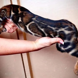 Gato Bengal - Linhagem Genética Exclusiva No Brasil 