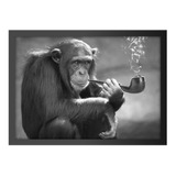 Quadro Decorativo Macaco Chimpanze Fumando Maconha Cachimbo