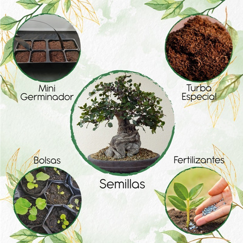 3 Semillas De Bonsái Algarrobo Con Kit De Germinación