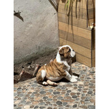 Cachorra Bulldog Inglés