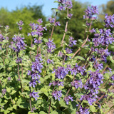 10 Semillas De Nepeta Menta Limon Blue Para Gatos