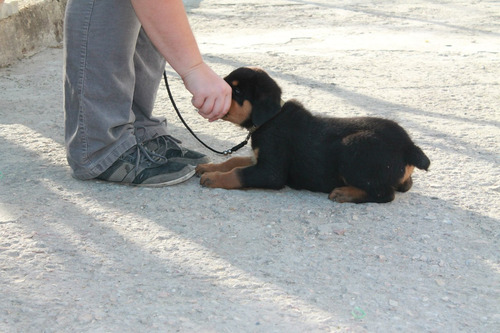 Perfecto Rottweiler Pedigri Chip Garantía Total 12