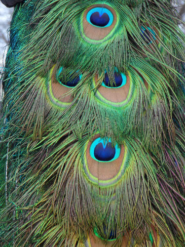 Cuadro 60x90cm Pavo Real Animal Naturaleza Peacock Color M5