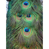 Cuadro 50x75cm Pavo Real Animal Naturaleza Peacock Color M5