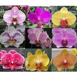 150 Semillas De Orquidea Varioscolores+ 1kg De Sustrato