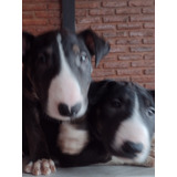 Bull Terrier Cachorros Para Reservar