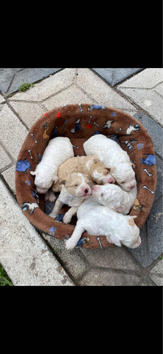 Cachrorros French Poodle Mini