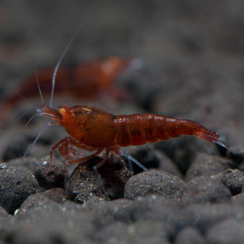  Camarão Red Devil Shrimp - Caridina