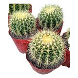 Cactus Coleccionables X1