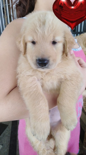 Cachorros Golden Retriever 