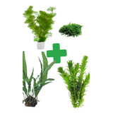 Kit Planta Low Tech Microsorum Pter +cabomba +elodea+ Musgo 