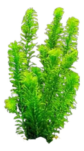 Planta Elódea Elodea Aquario Plantado Peixe Betta Guppy