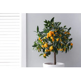 Kumquat Nagami Enano Para Maceta