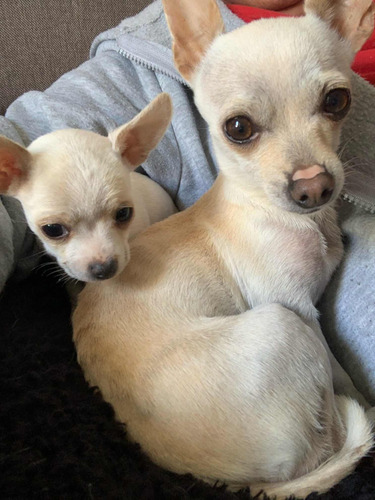 Chihuahua Bolsillo