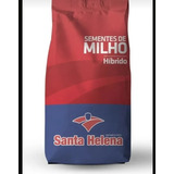 Sementes Milho Hibrido Resistente Roundap. 2kg . 