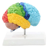 Modelo De Cerebro Humano Humano 1:1 Del Hemisferio Derecho