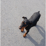 Cachorra Doberman