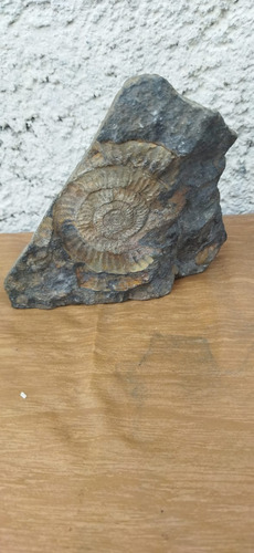 Fósil En Piedra Muy Antiguo Amonite 14cm Altura