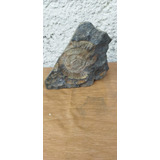 Fósil En Piedra Muy Antiguo Amonite 14cm Altura