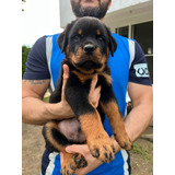 Rottweiler Cachorros De 7 Semanas. Padres De Pedigrí 