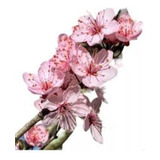 Cerezo Sakura Japones - Excelente - Vivero Hab.x Senasa