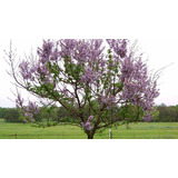  Kiri -paulownia Imperial 600 Semillas Acordar Entrega