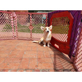 Cachorros Welsh Corgi Perros Puppy Pet 