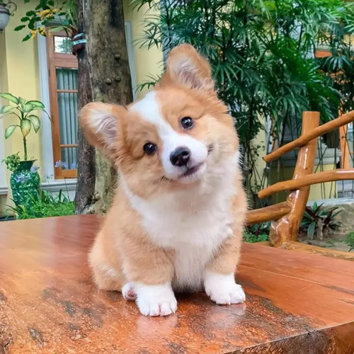 Bonitos Cachorros Corgi