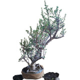 Arbol D La Abundancia Para Bonsai  Portulacaria Afra 10 Años