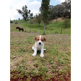 Cachorro Jack Russell Medellin Pura Raza Animal Pets 