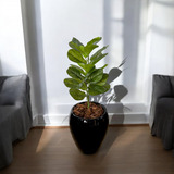 Ficus Lyrata Planta Arvore Artificial Toque Real Realista