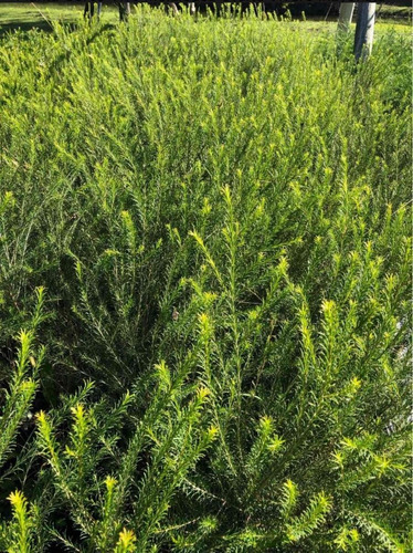 Melaleuca - Arbusto Para Cerco - Calixtemo Saligna