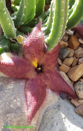 Stapelia Grandiflora 8 Semillas Suculenta Sdqro2