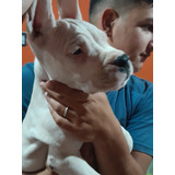 Cachorro Dogo Argentino Macho 