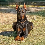 Cachorros Doberman 