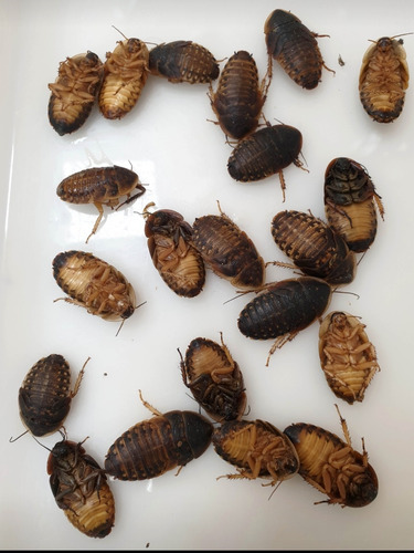 50 Cucarachas Blapticas Congeladas Alimento Vivo Aves Erizos