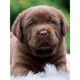 Labrador Retriever Especial Día De Los  Enamorados Puppiesar