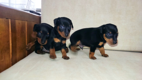 Pinscher Miniatura Machos