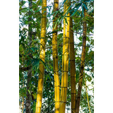 Bambú Amarillo Nueva Variedad Única + Semillas 