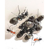Hormiga Reina De Dorymyrmex Chilensis / Criadero / Mascota 
