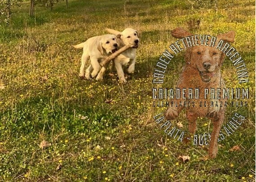 Cachorros Labrador Beige Y Dorados 100% Puros Y Sanos