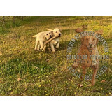 Cachorros Labrador Beige Y Dorados 100% Puros Y Sanos