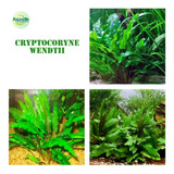 Cryptocoryne Wendtii Linda Planta Natural Aquário Plantado