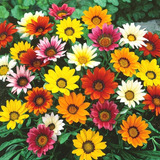 Semillas De Gazania Mezcla Colores Calidad Premium Importada